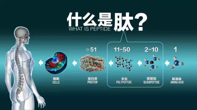 科普时间到：“同健牌益寿泰之肽研究的多样性”